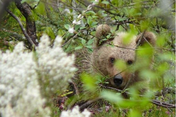 El oso pardo del Pirineo y la responsabilidad medioambiental
